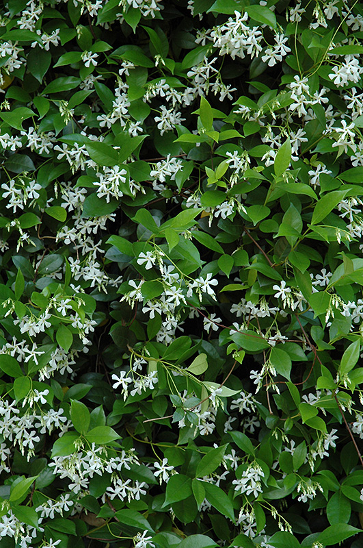 Confederate Star Jasmine Trachelospermum Jasminoides In Long