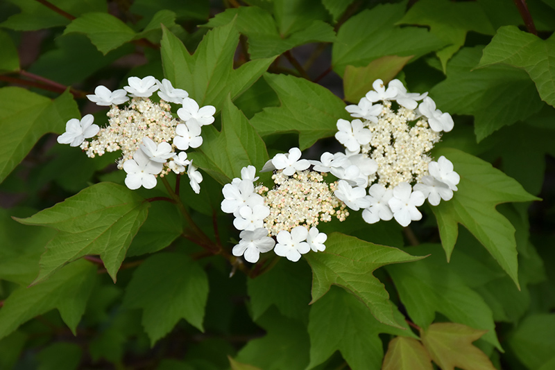 Redwing Highbush Cranberry (Viburnum trilobum 'JN Select') in Long Lake ...